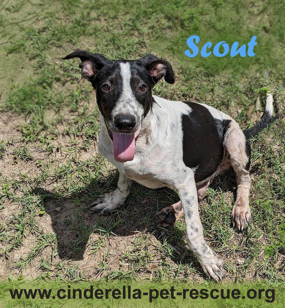 Enlarge Scout, a Adoptable mixed breed in Mission, TX image 6/6
