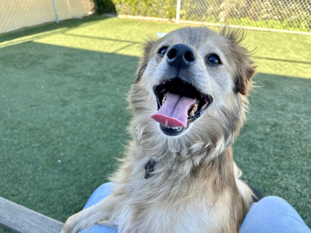 Enlarge Toby, a Adoptable mixed breed in Jamestown, CA image 2/4