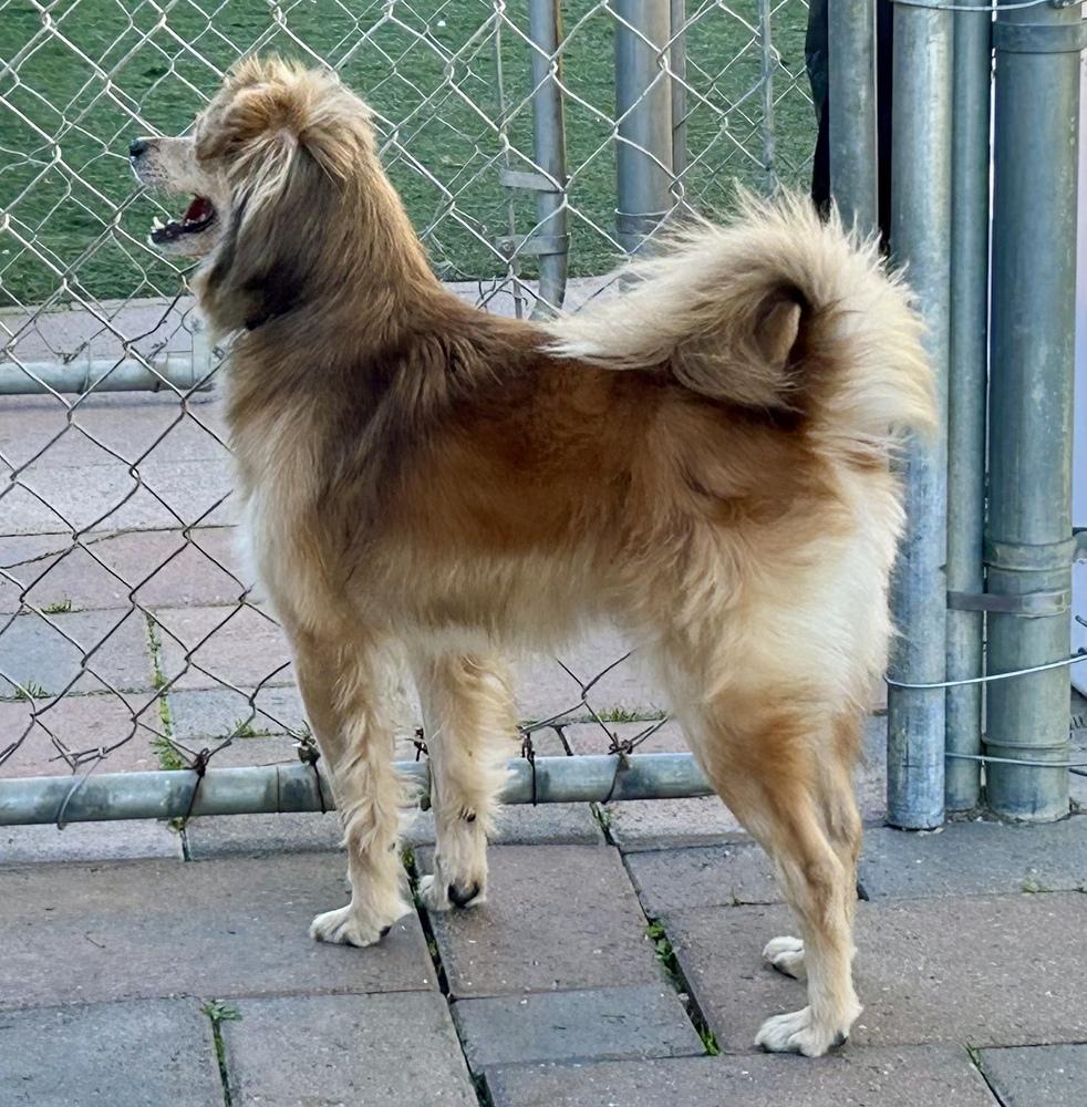 Enlarge Toby, a Adoptable mixed breed in Jamestown, CA image 3/4