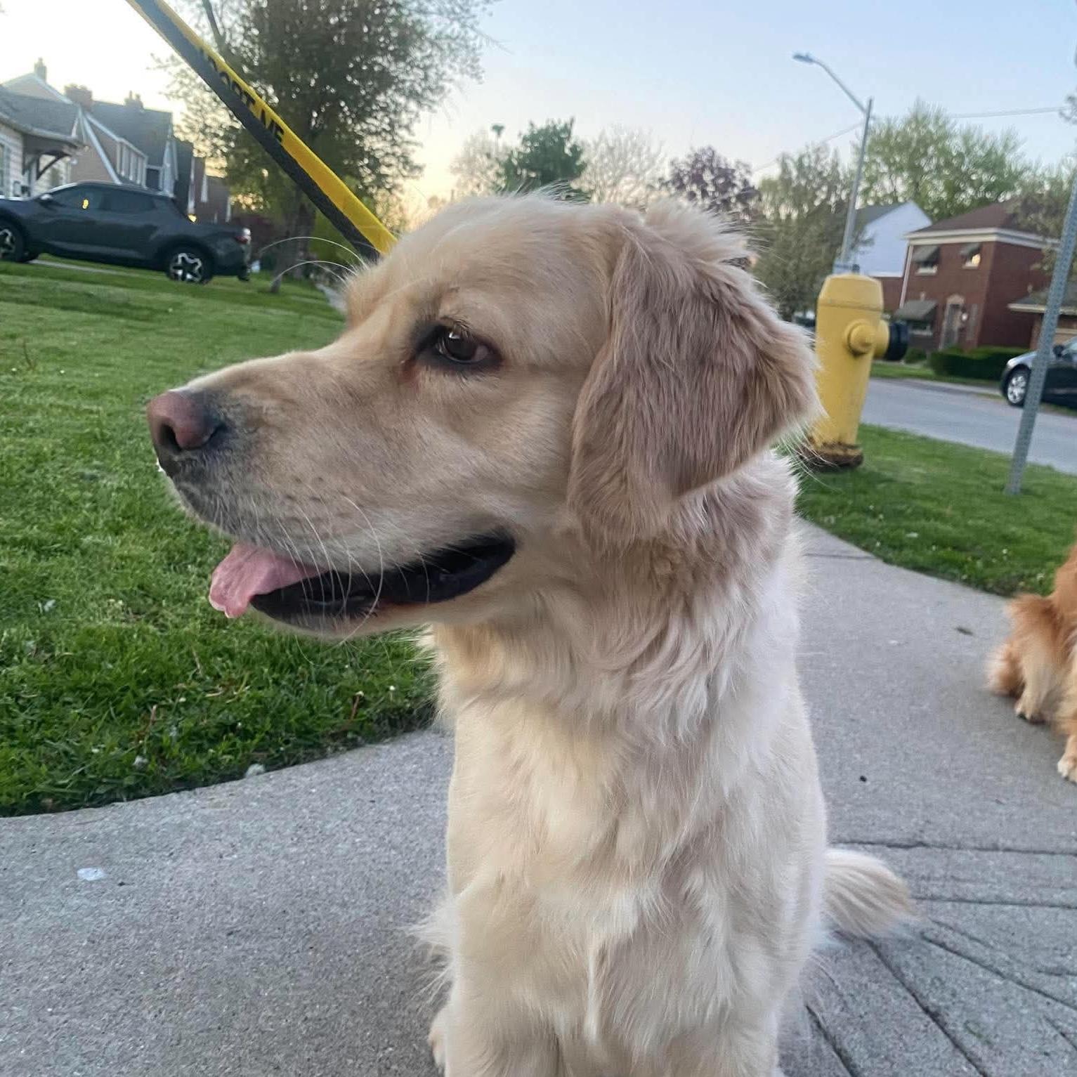 Cora, an adopted Golden Retriever in St Catharines, ON image 2/6