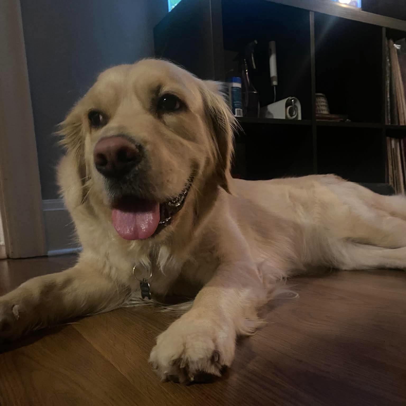 Cora, an adopted Golden Retriever in St Catharines, ON image 3/6