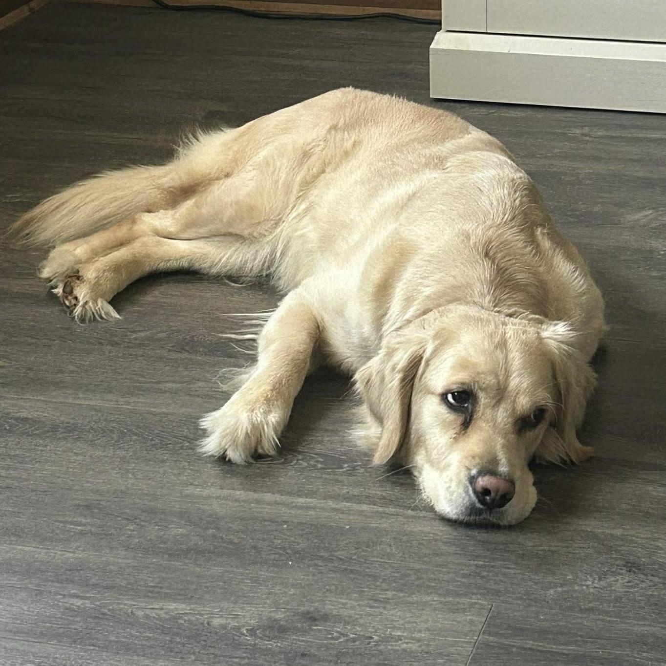 Cora, an adopted Golden Retriever in St Catharines, ON image 6/6