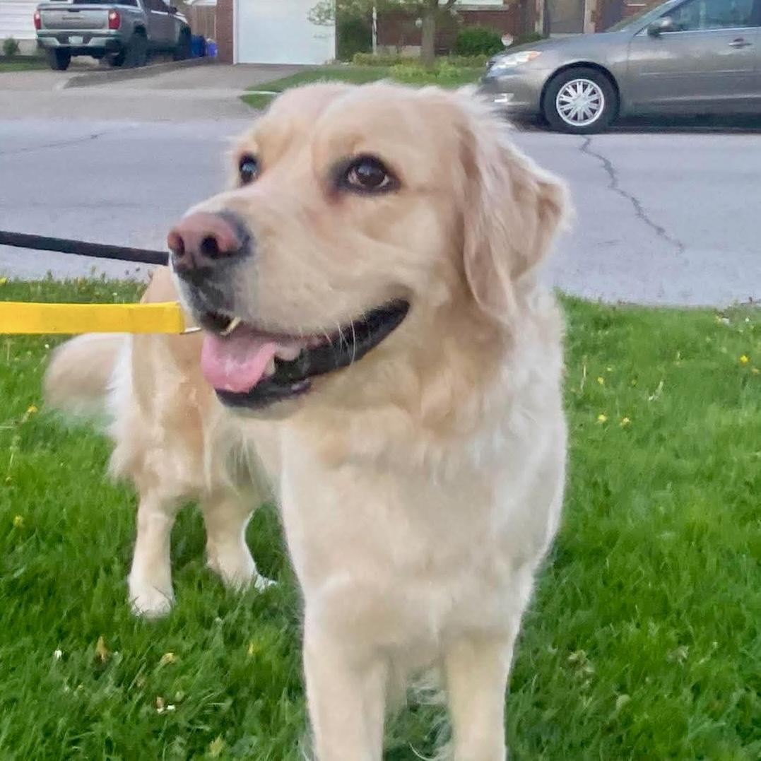 Cora, an adopted Golden Retriever in St Catharines, ON image 5/6