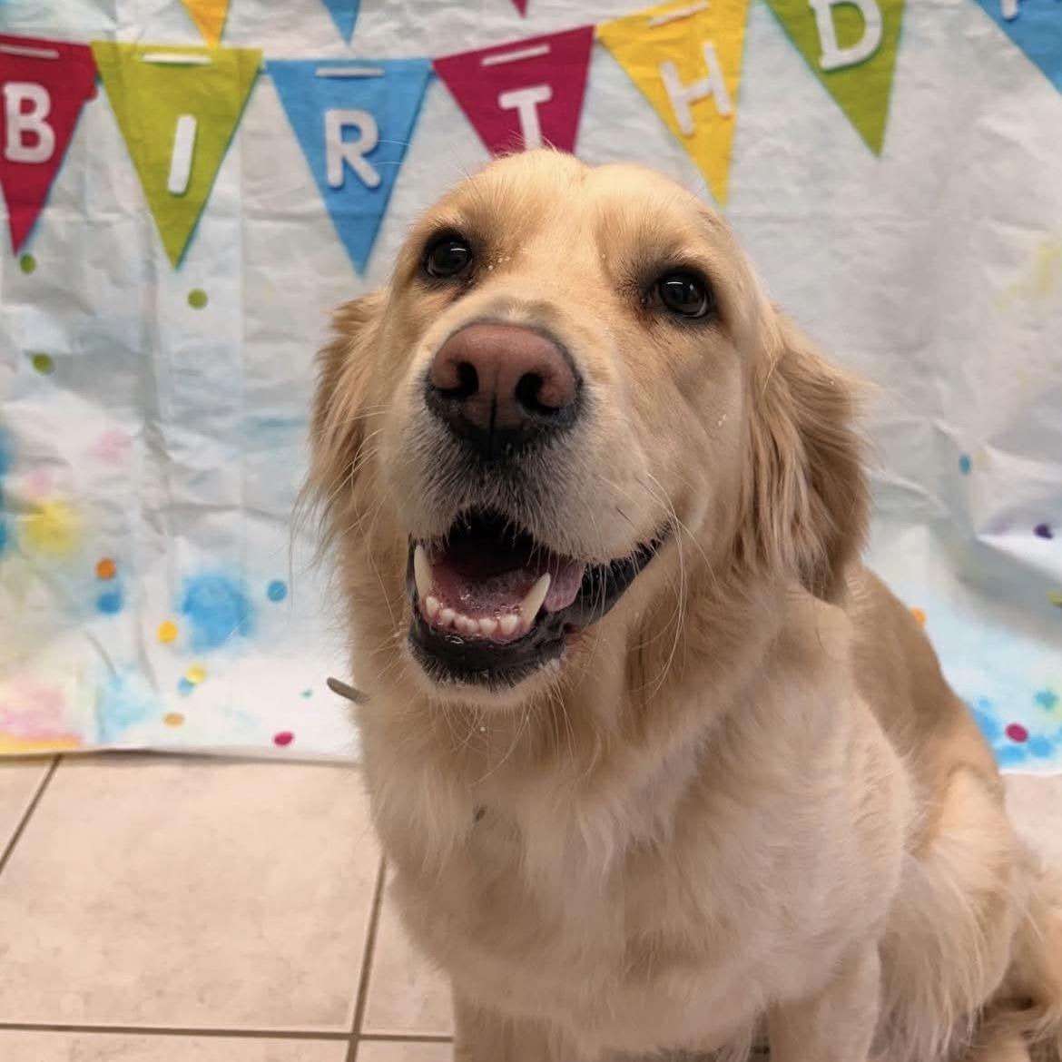 Cora, an adopted Golden Retriever in St Catharines, ON image 1/6