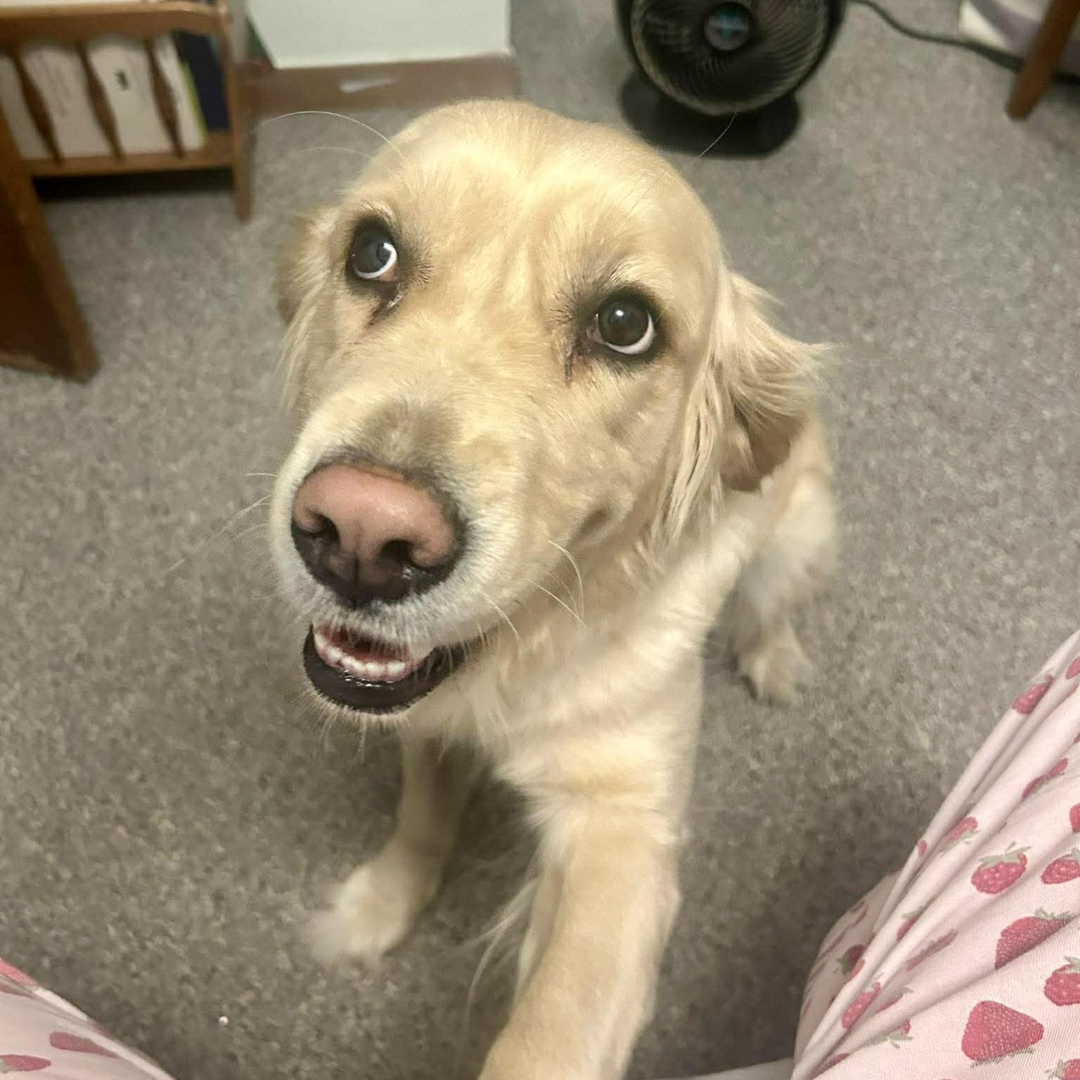 Cora, an adopted Golden Retriever in St Catharines, ON image 4/6