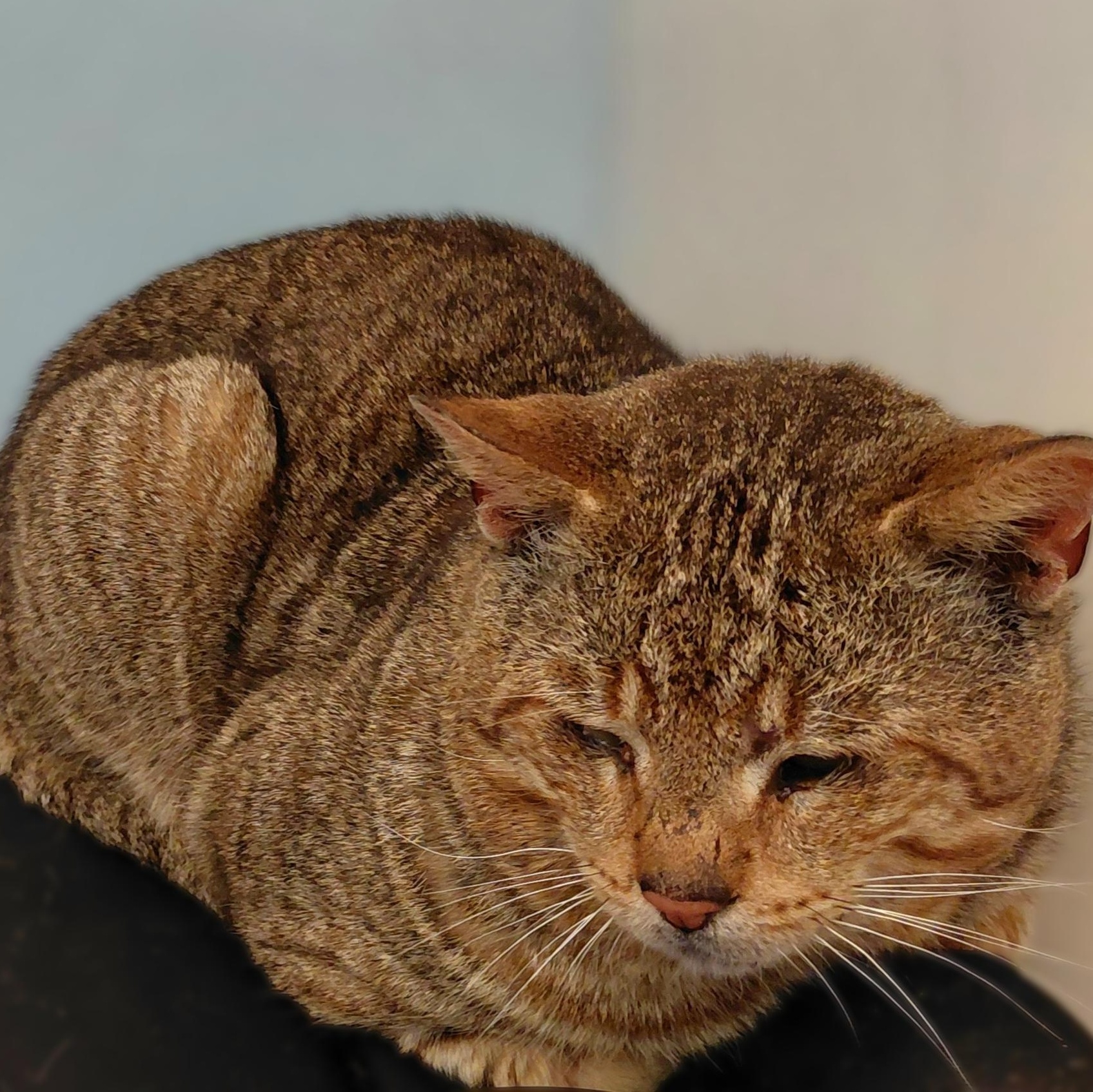 Enlarge Barnaby, an adopted Domestic Short Hair in Stanley, VA image 4/5
