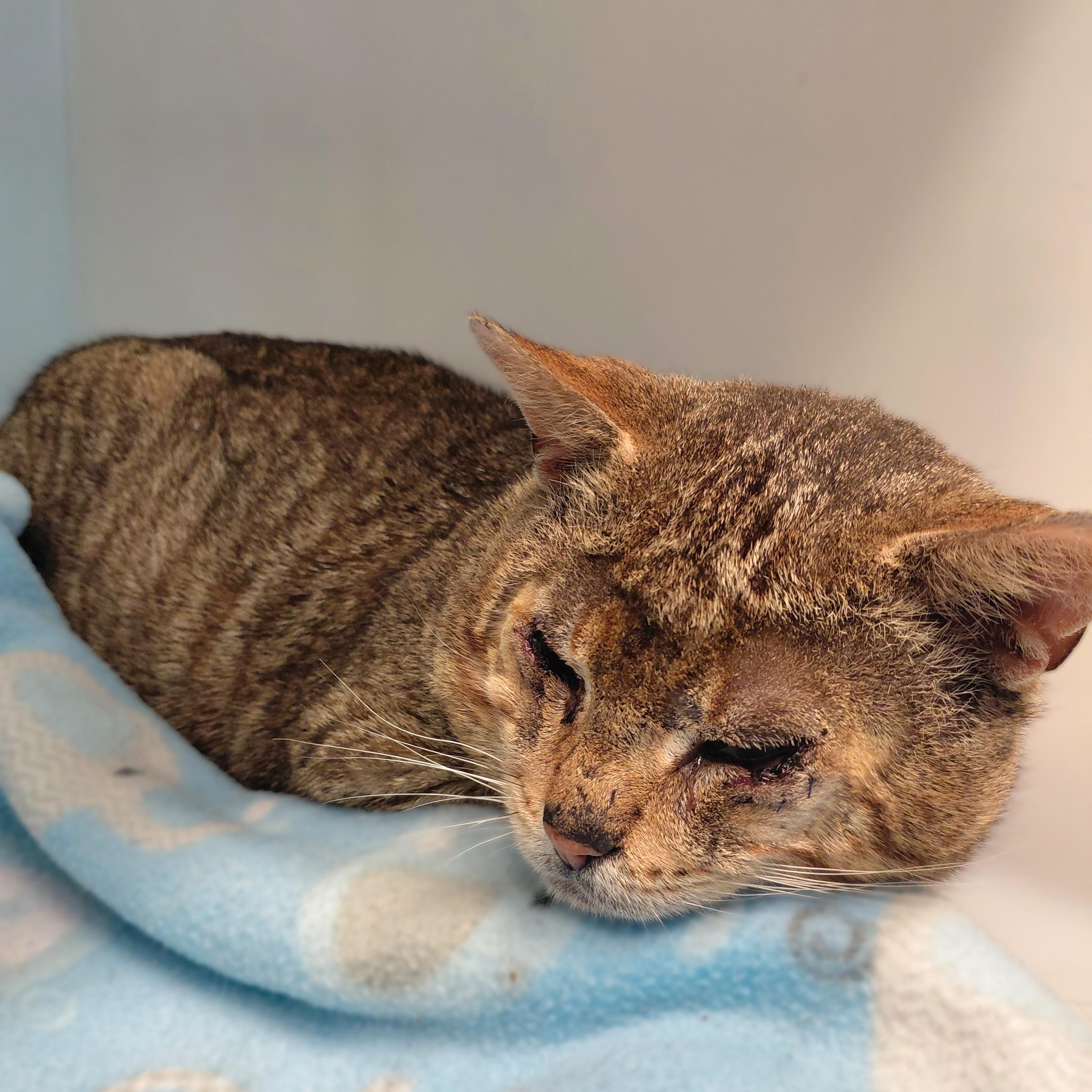 Enlarge Barnaby, an adopted Domestic Short Hair in Stanley, VA image 3/5