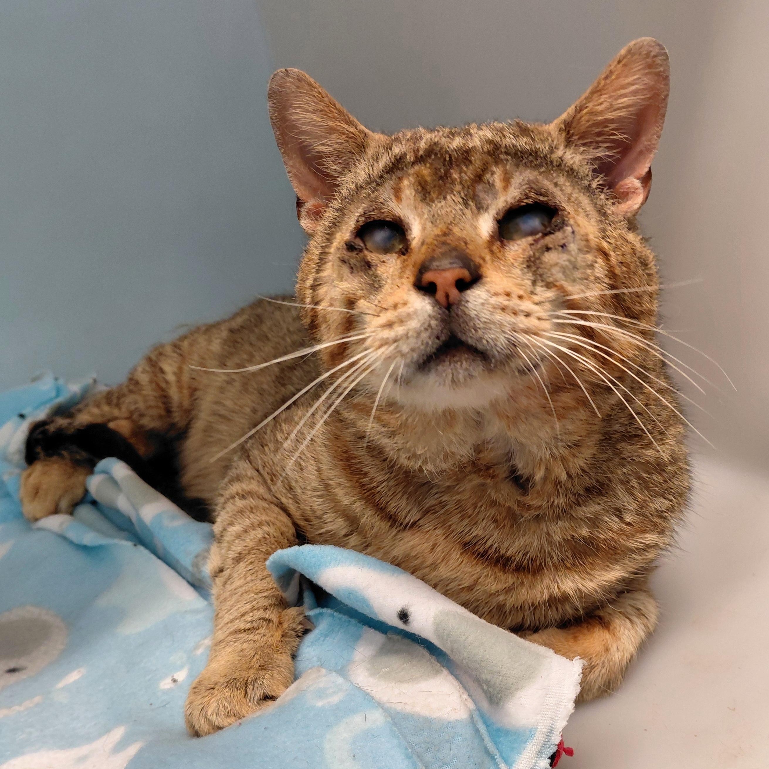 Barnaby, adopted, Senior Male Domestic Short Hair.