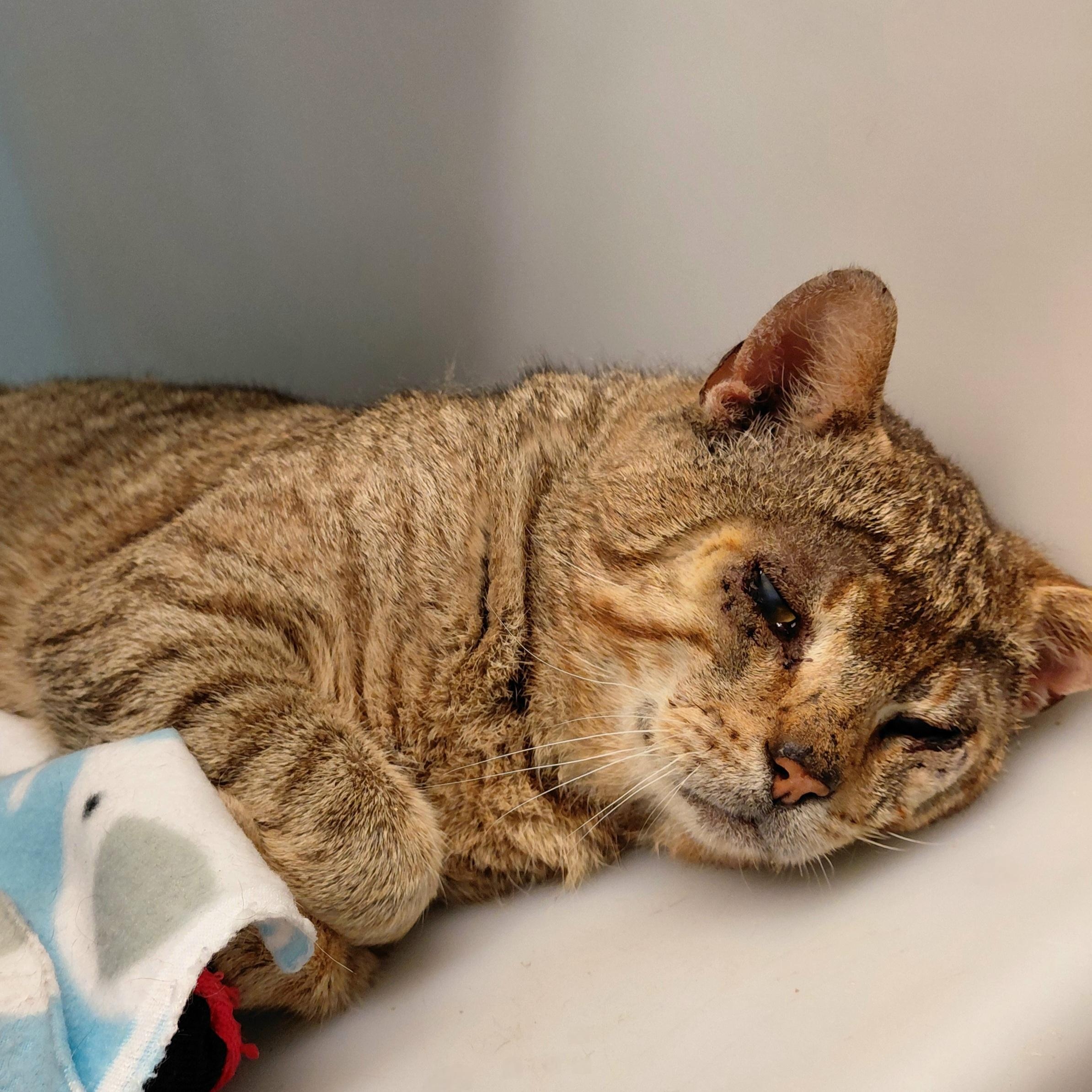 Enlarge Barnaby, an adopted Domestic Short Hair in Stanley, VA image 2/5