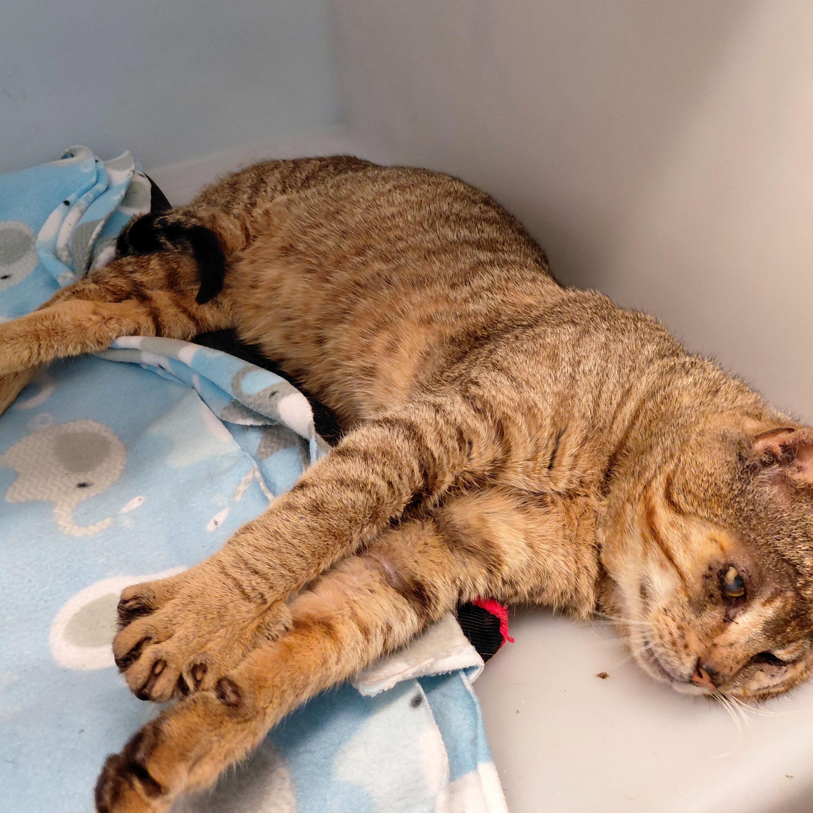 Enlarge Barnaby, an adopted Domestic Short Hair in Stanley, VA image 5/5