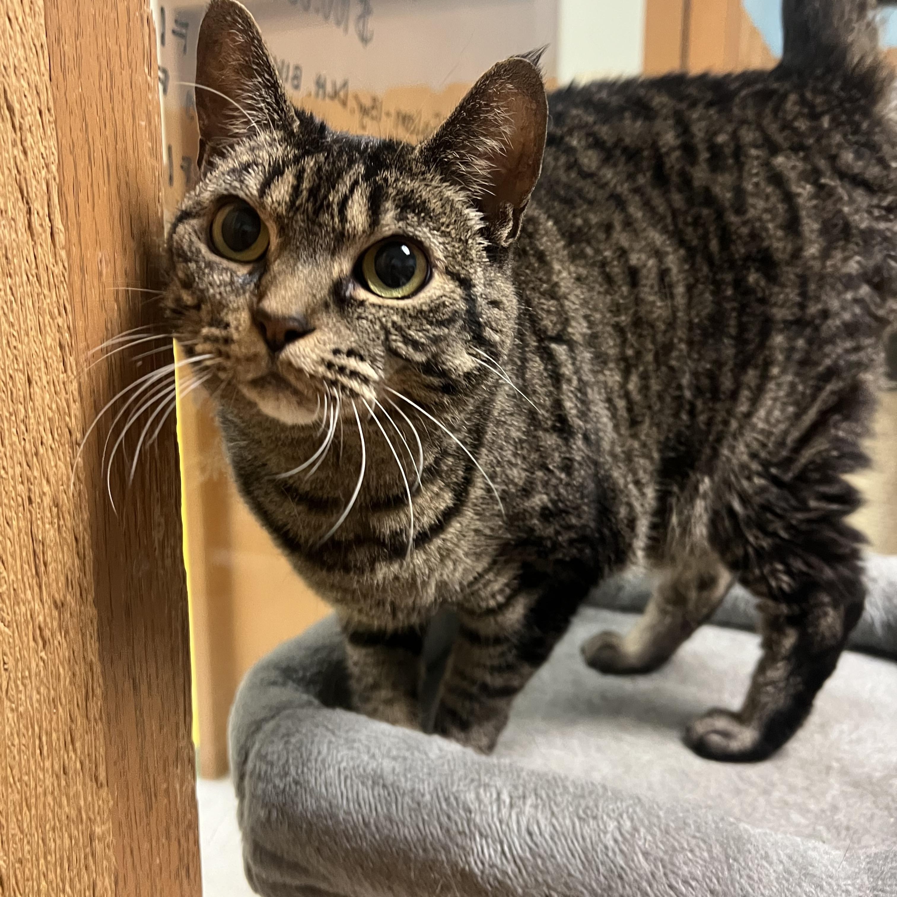 Enlarge Kiddo, a Adoptable Domestic Short Hair in Spokane, WA image 2/4