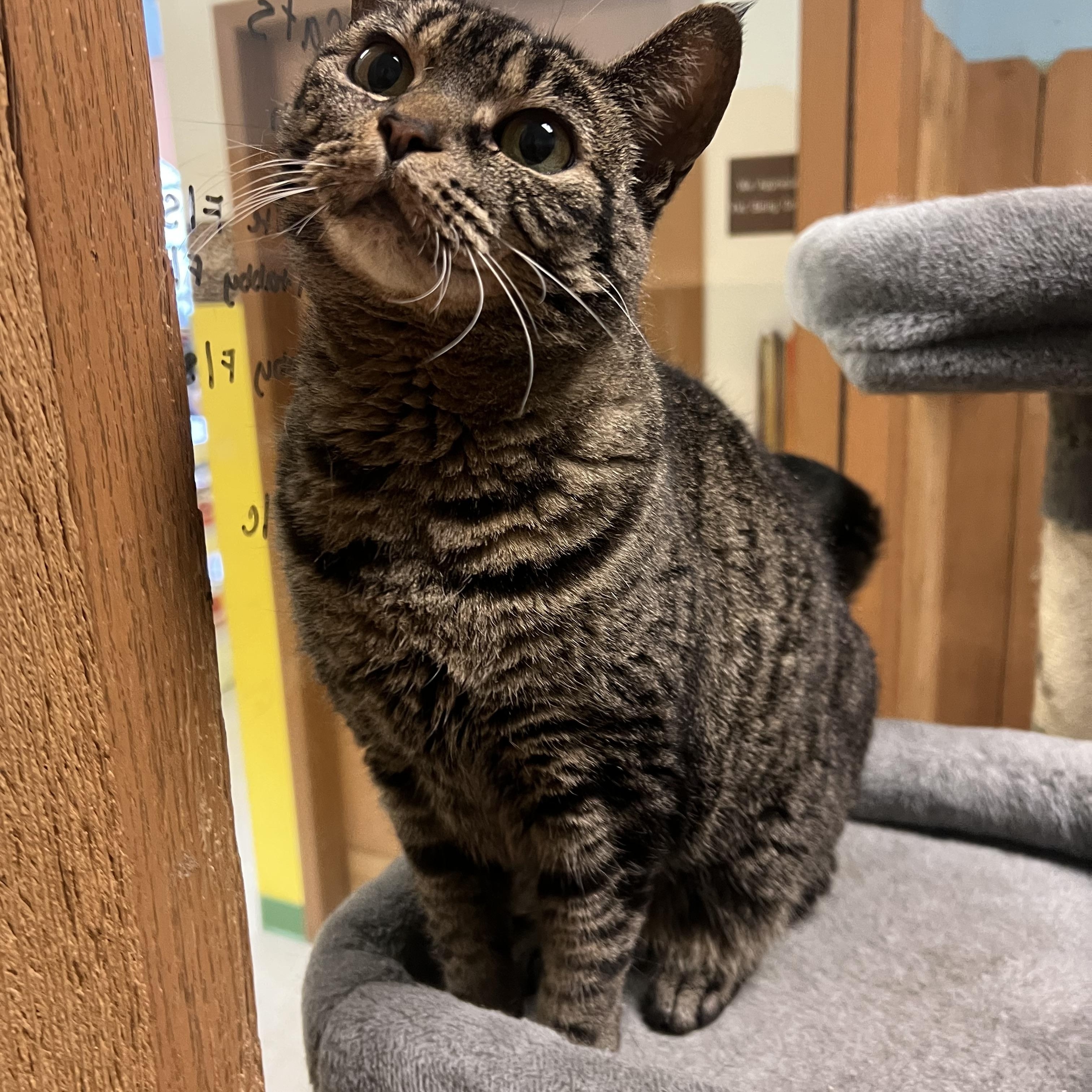 Kiddo, Adoptable, Adult Female Domestic Short Hair.