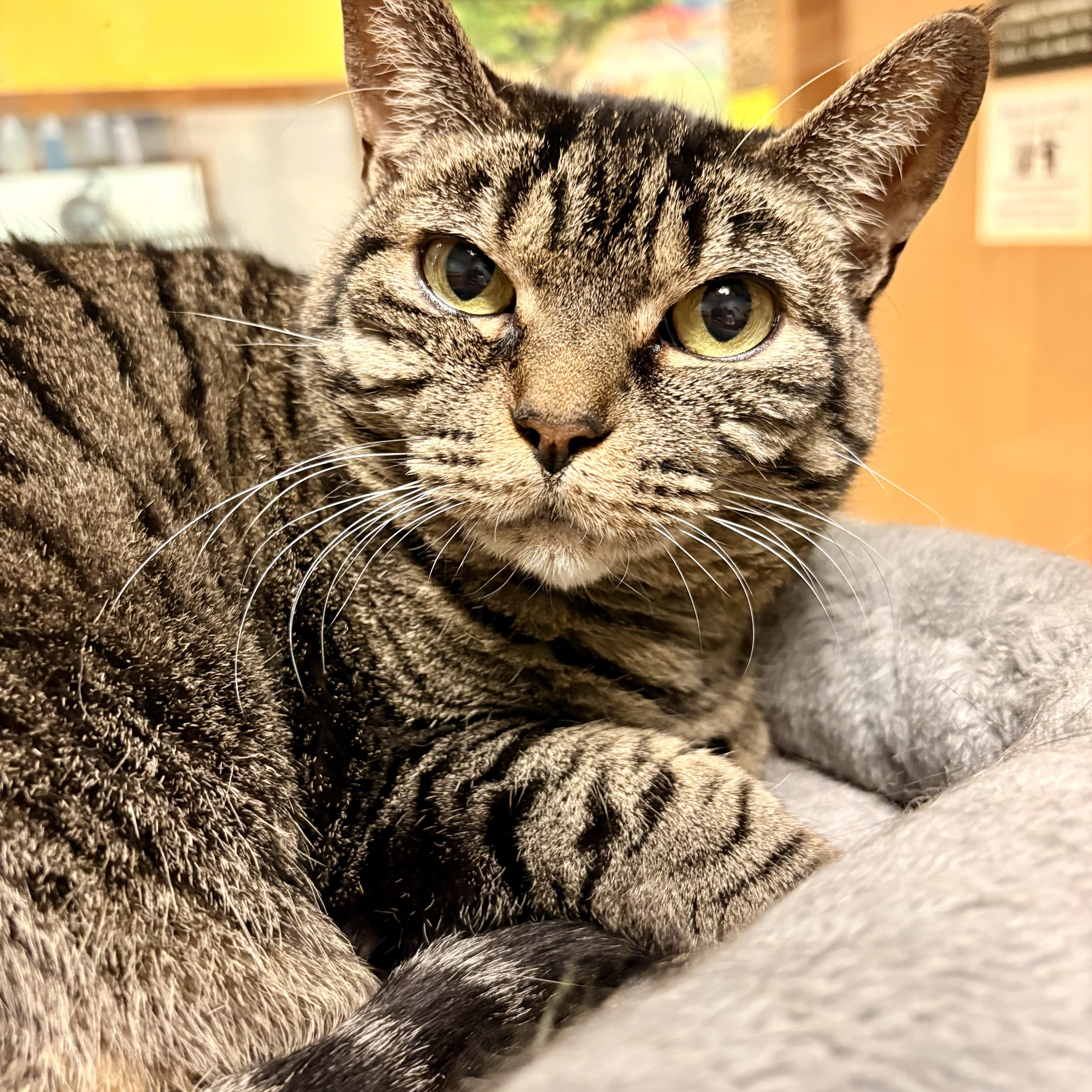 Enlarge Kiddo, a Adoptable Domestic Short Hair in Spokane, WA image 3/4