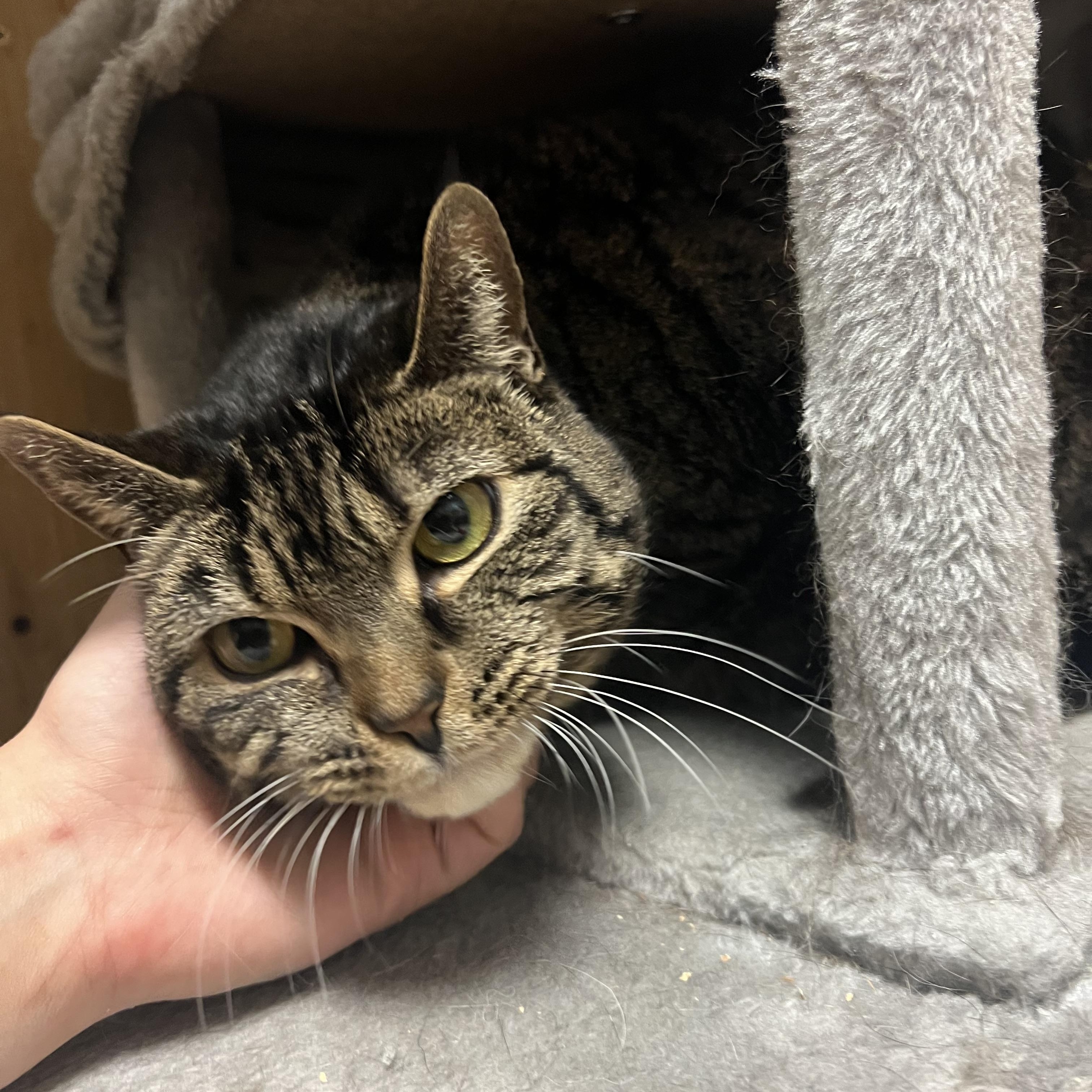 Enlarge Kiddo, a Adoptable Domestic Short Hair in Spokane, WA image 4/4