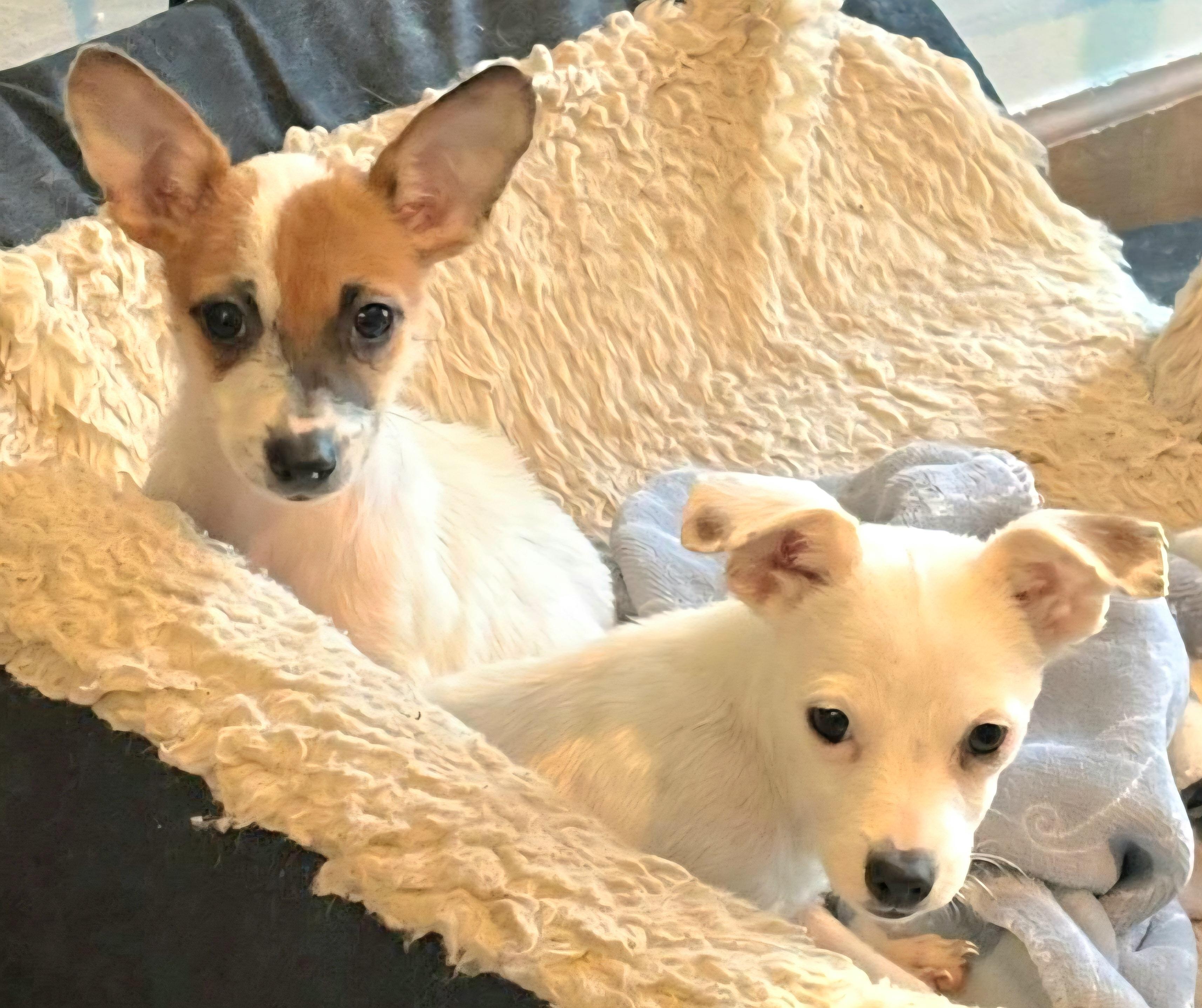 WINNIE *Bonded with MINNIE* In NY