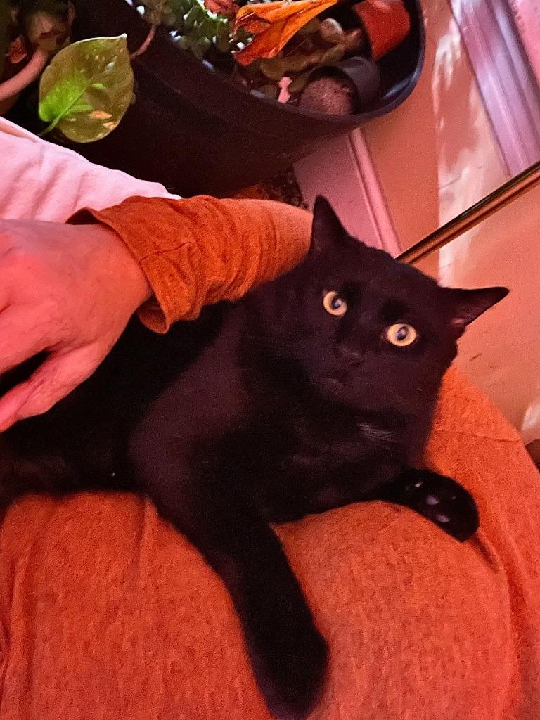 Okie, Adoptable, Adult Male Domestic Short Hair.