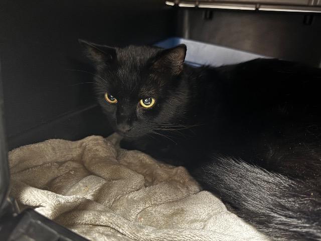 Enlarge Okie, a Adoptable mixed breed in Pawtucket, RI image 2/3