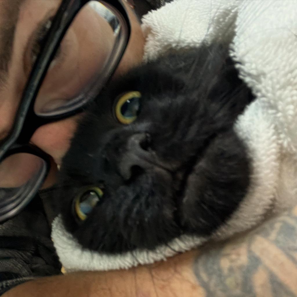 Enlarge Okie, a Adoptable mixed breed in Pawtucket, RI image 3/3