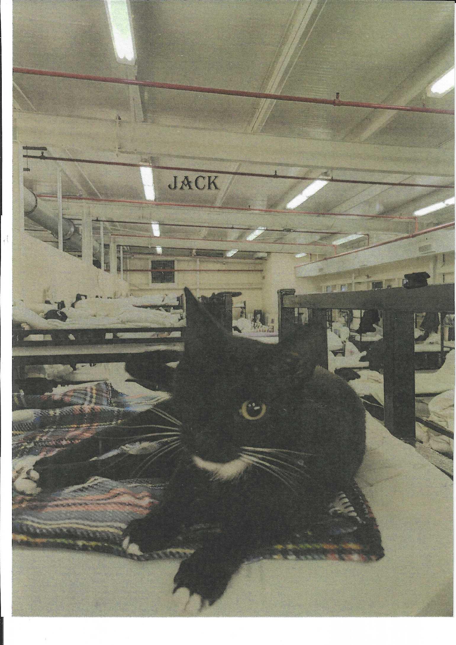 Jack — thumbnail 2