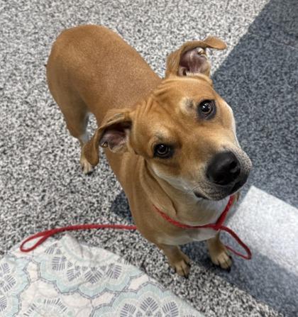 Enlarge Gypsy, a Adoptable mixed breed in Vincennes, IN image 1/1