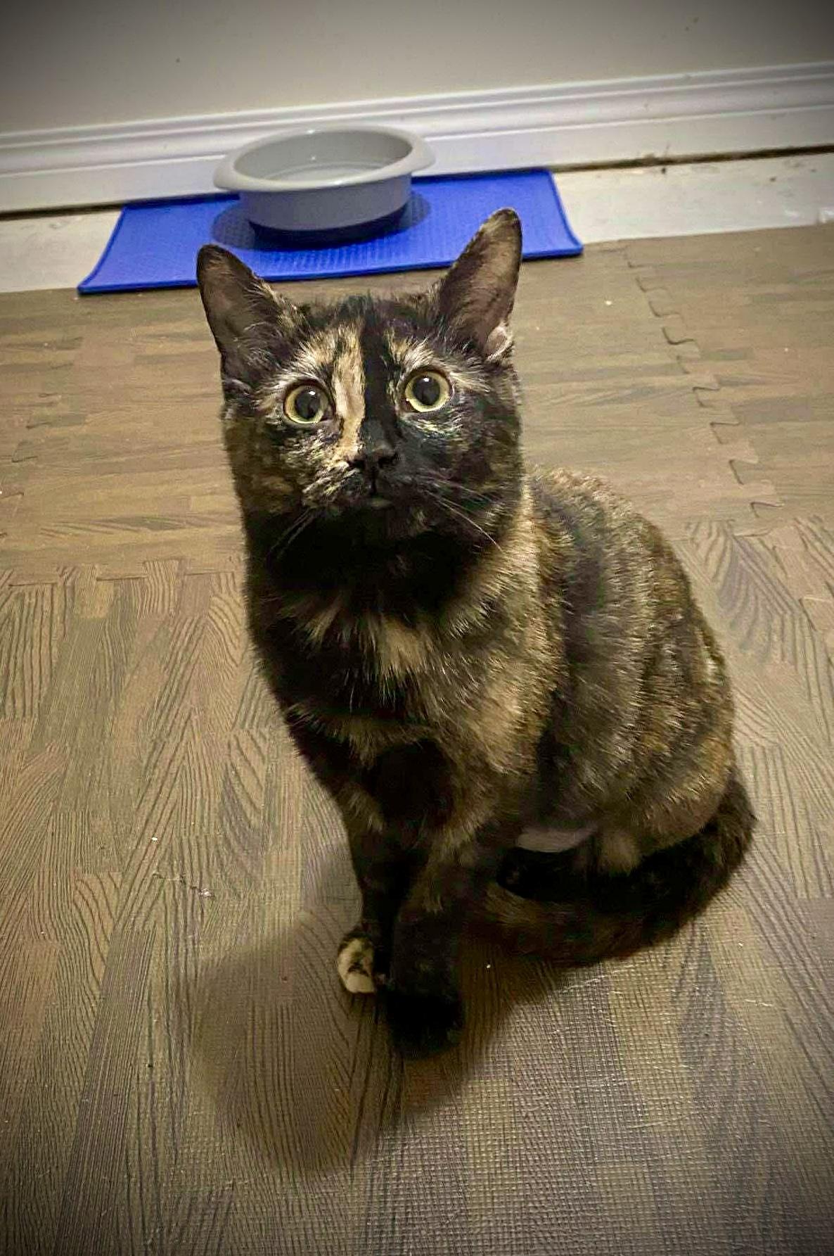 Goosie, a Adopted mixed breed in Steinbach, MB image 2/6