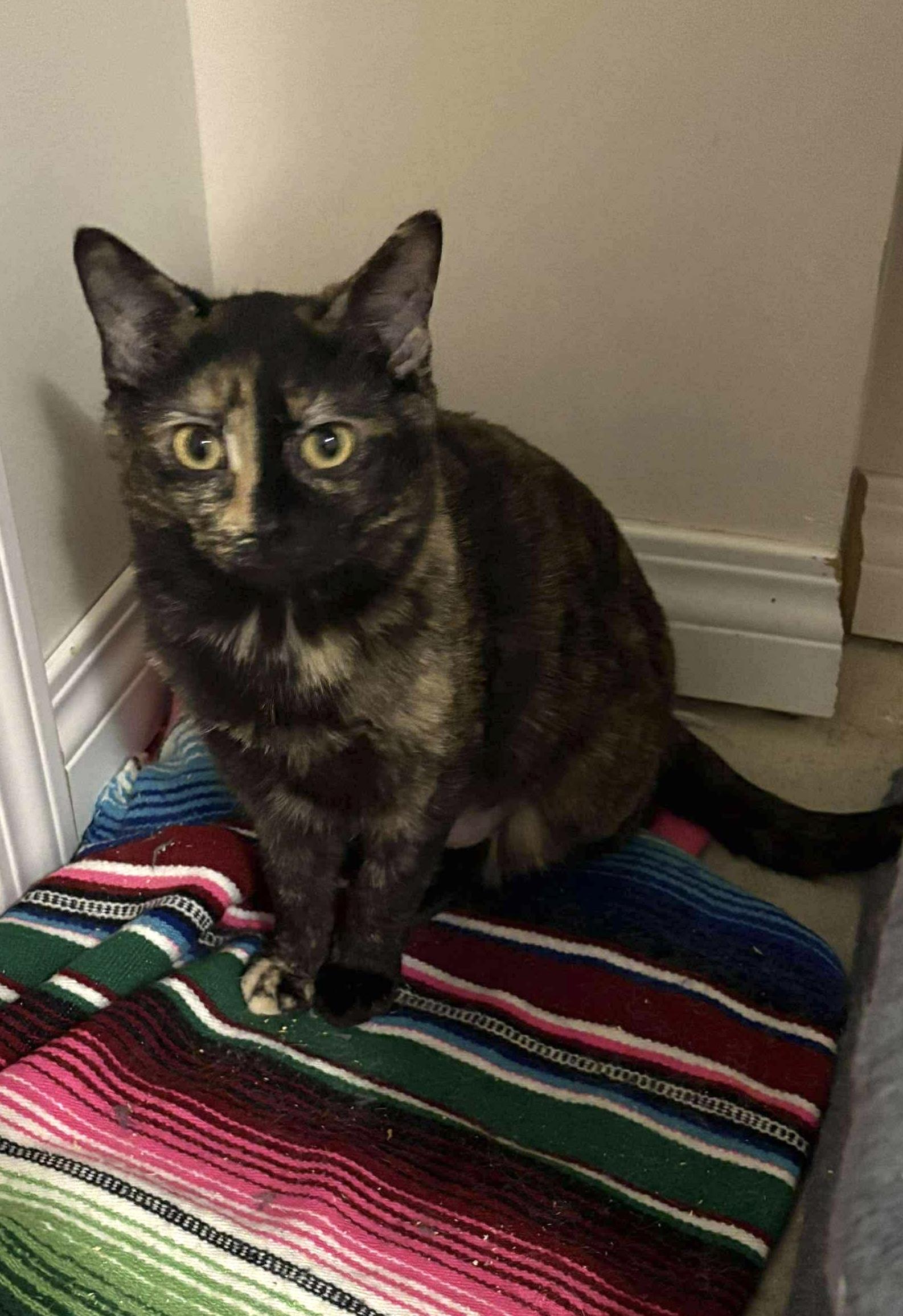 Goosie, a Adopted mixed breed in Steinbach, MB image 3/6