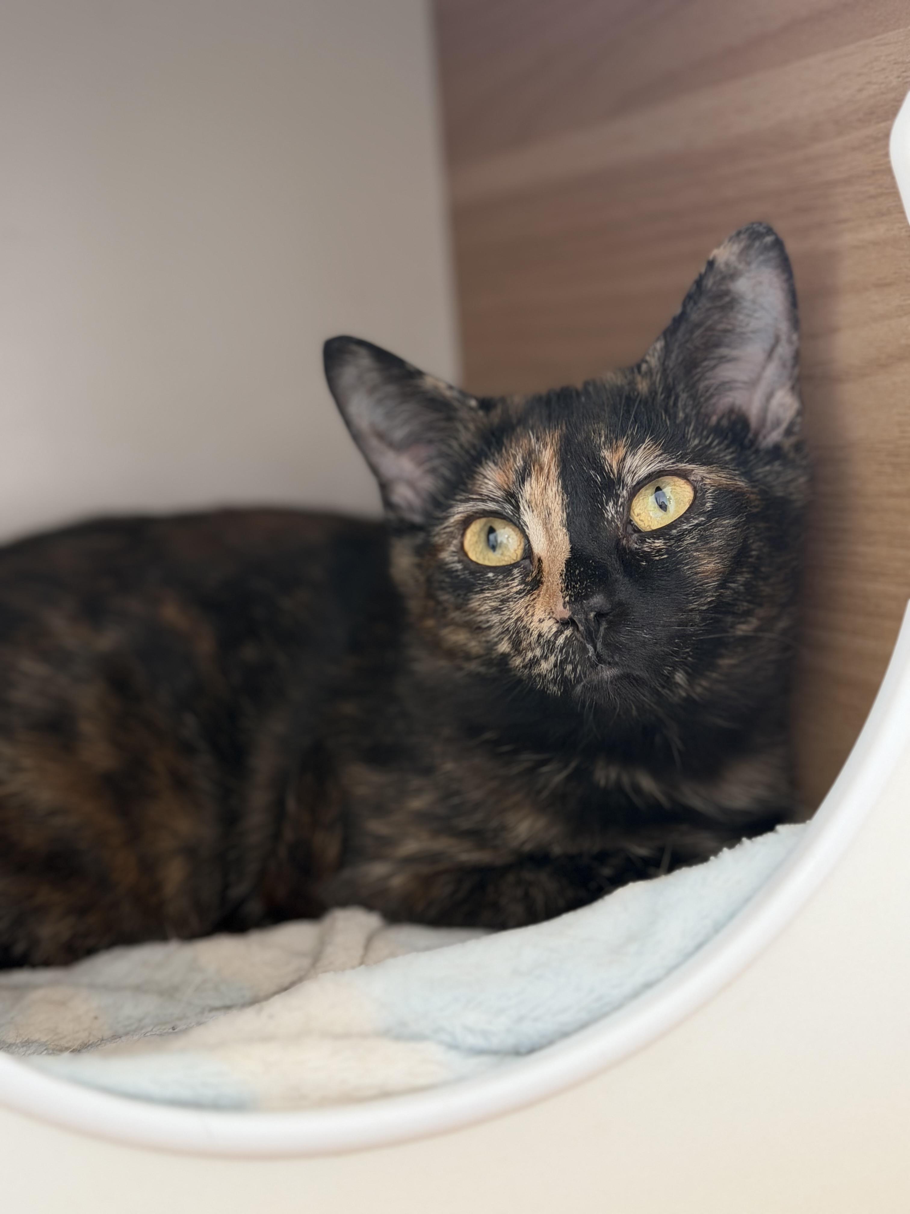 Goosie, a Adopted mixed breed in Steinbach, MB image 4/6