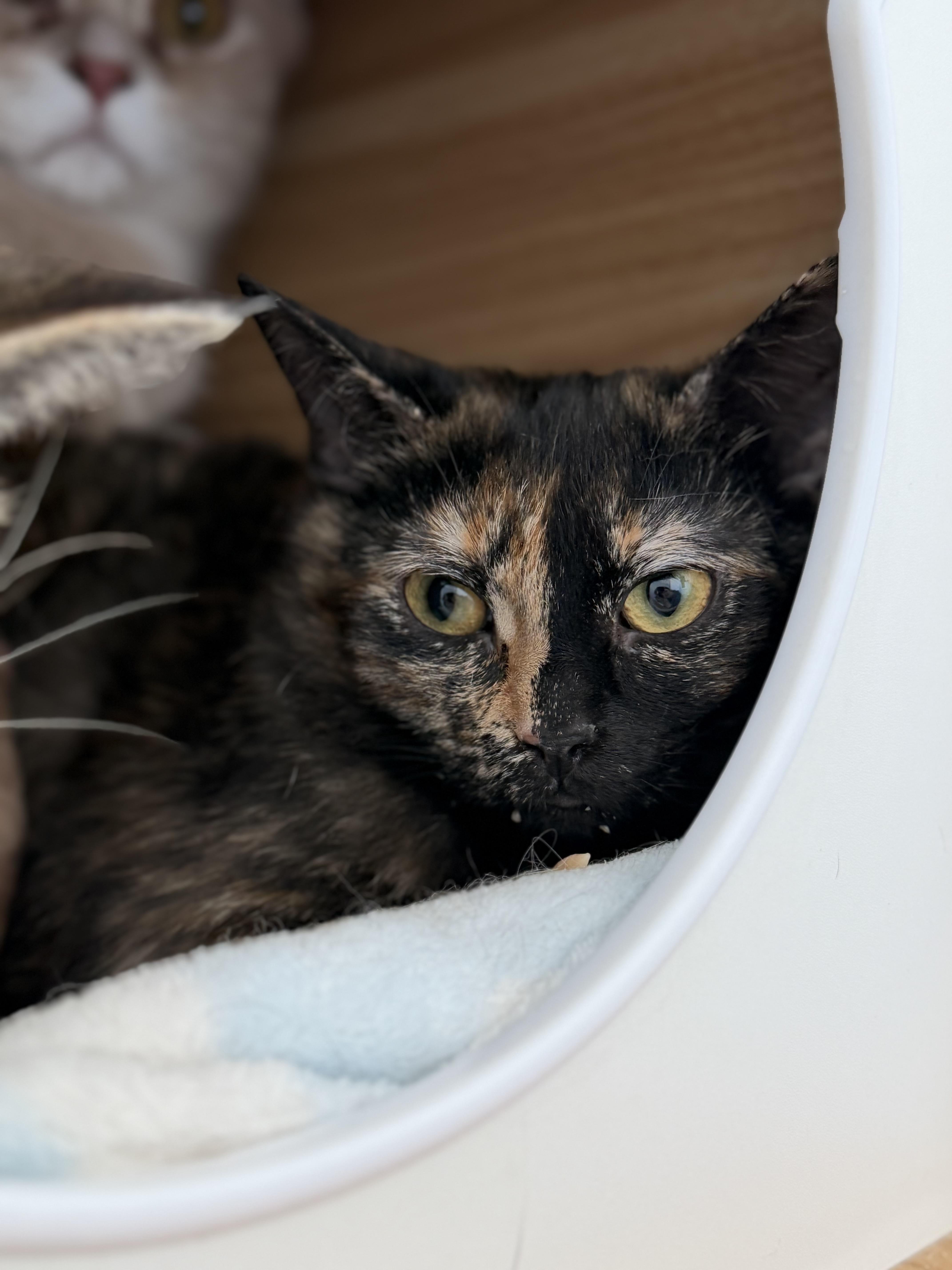 Goosie, a Adopted mixed breed in Steinbach, MB image 5/6