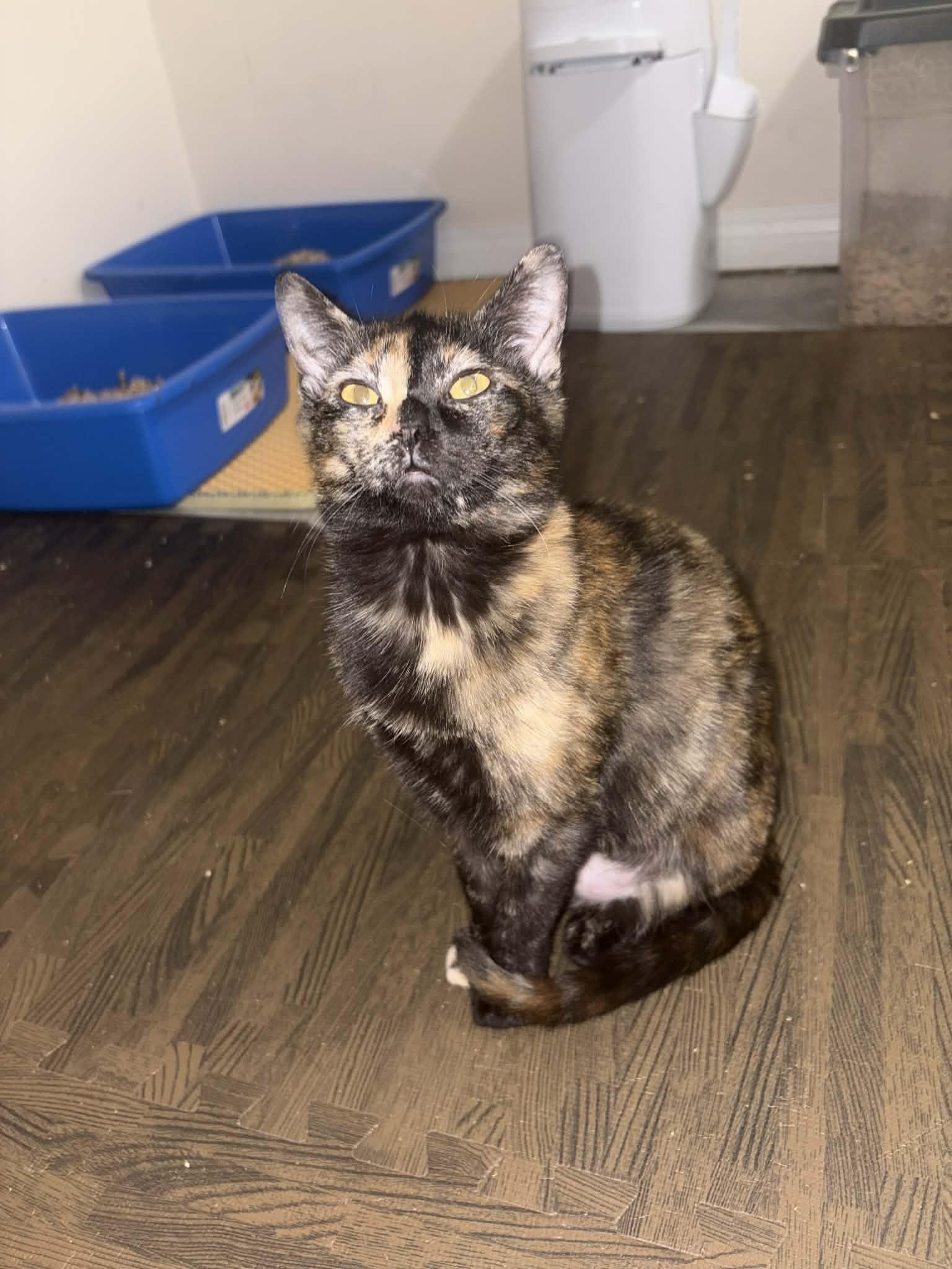 Goosie, a Adopted mixed breed in Steinbach, MB image 6/6