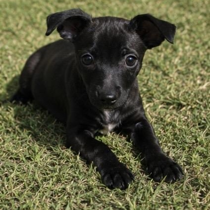 Chili , an adopted mixed breed in Pelham, NH image 1/6