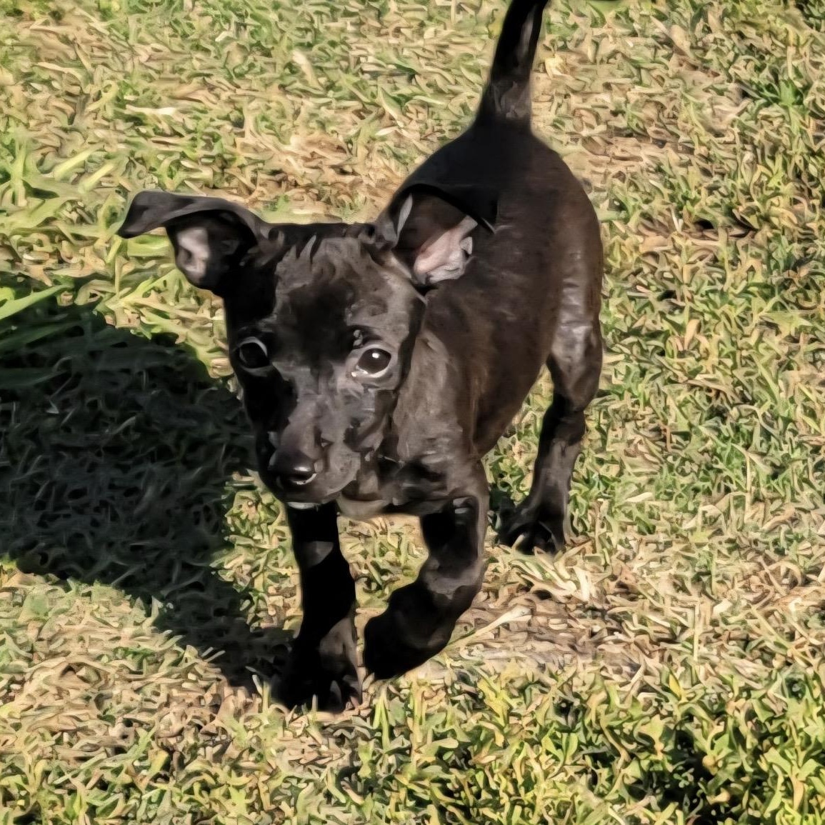 Chili , an adopted mixed breed in Pelham, NH image 2/6