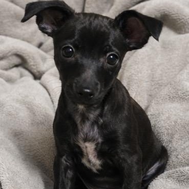 Chili , an adopted mixed breed in Pelham, NH image 3/6