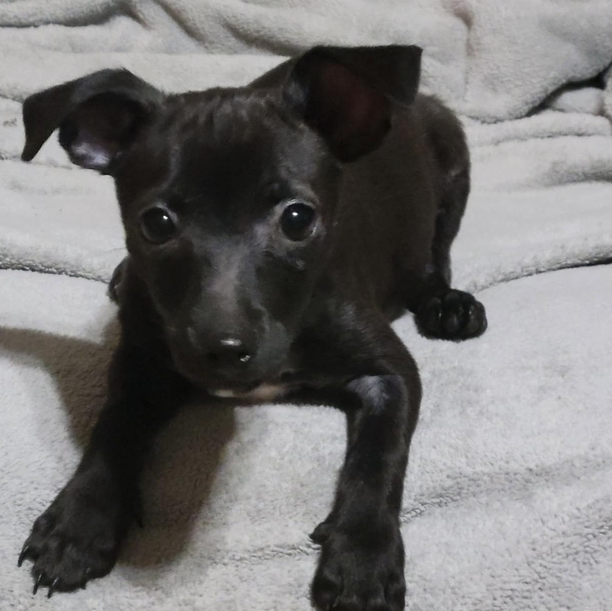 Chili , an adopted mixed breed in Pelham, NH image 6/6