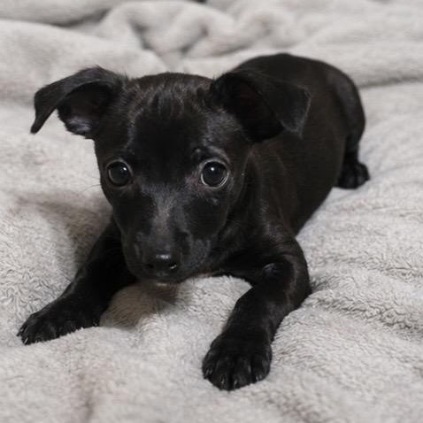 Chili , an adopted mixed breed in Pelham, NH image 5/6