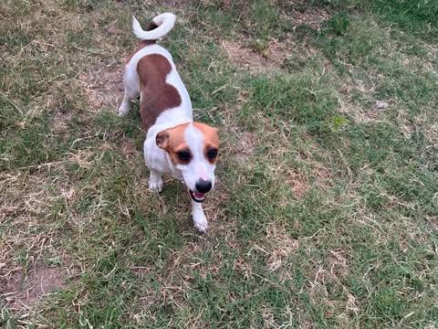 Enlarge Princess, a Adopted mixed breed in Vernon, CT image 3/6
