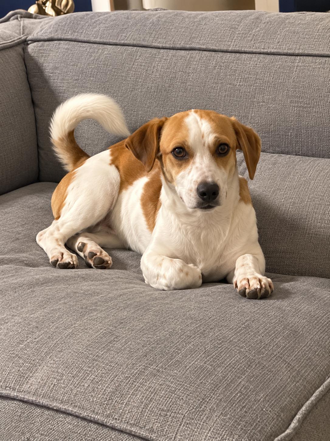 Princess, Adopted, Puppy Female Beagle.