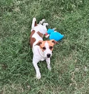 Enlarge Princess, a Adopted mixed breed in Vernon, CT image 5/6