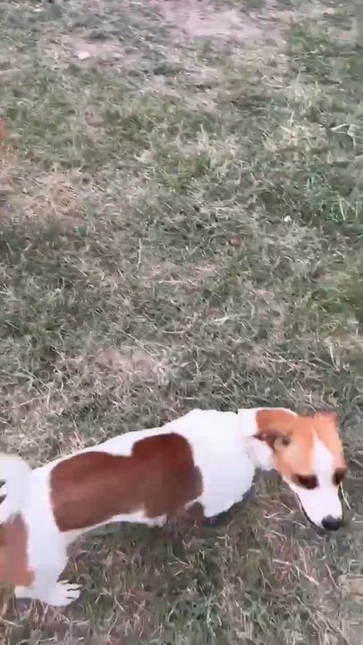 Enlarge Princess, a Adopted mixed breed in Vernon, CT video 6/6