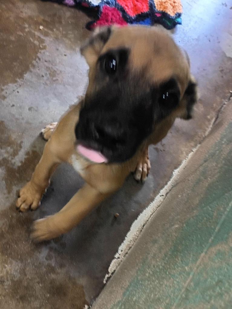 Patriot, Adoptable, Puppy Male Shepherd & Terrier.