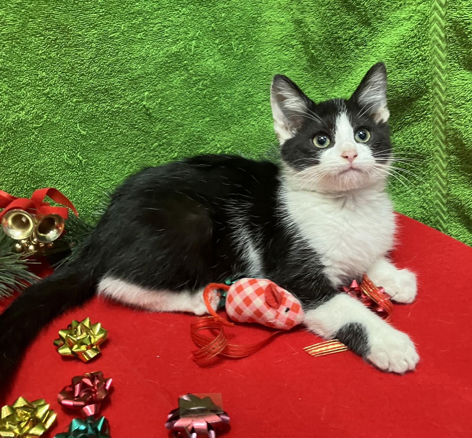 Lucky Jr thumbnail 2