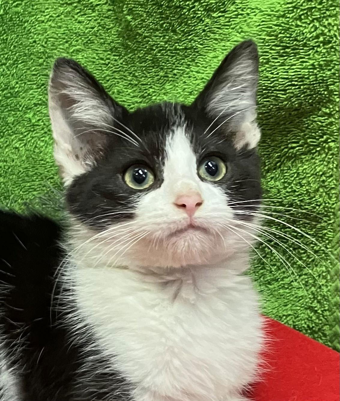 Lucky Jr thumbnail 3