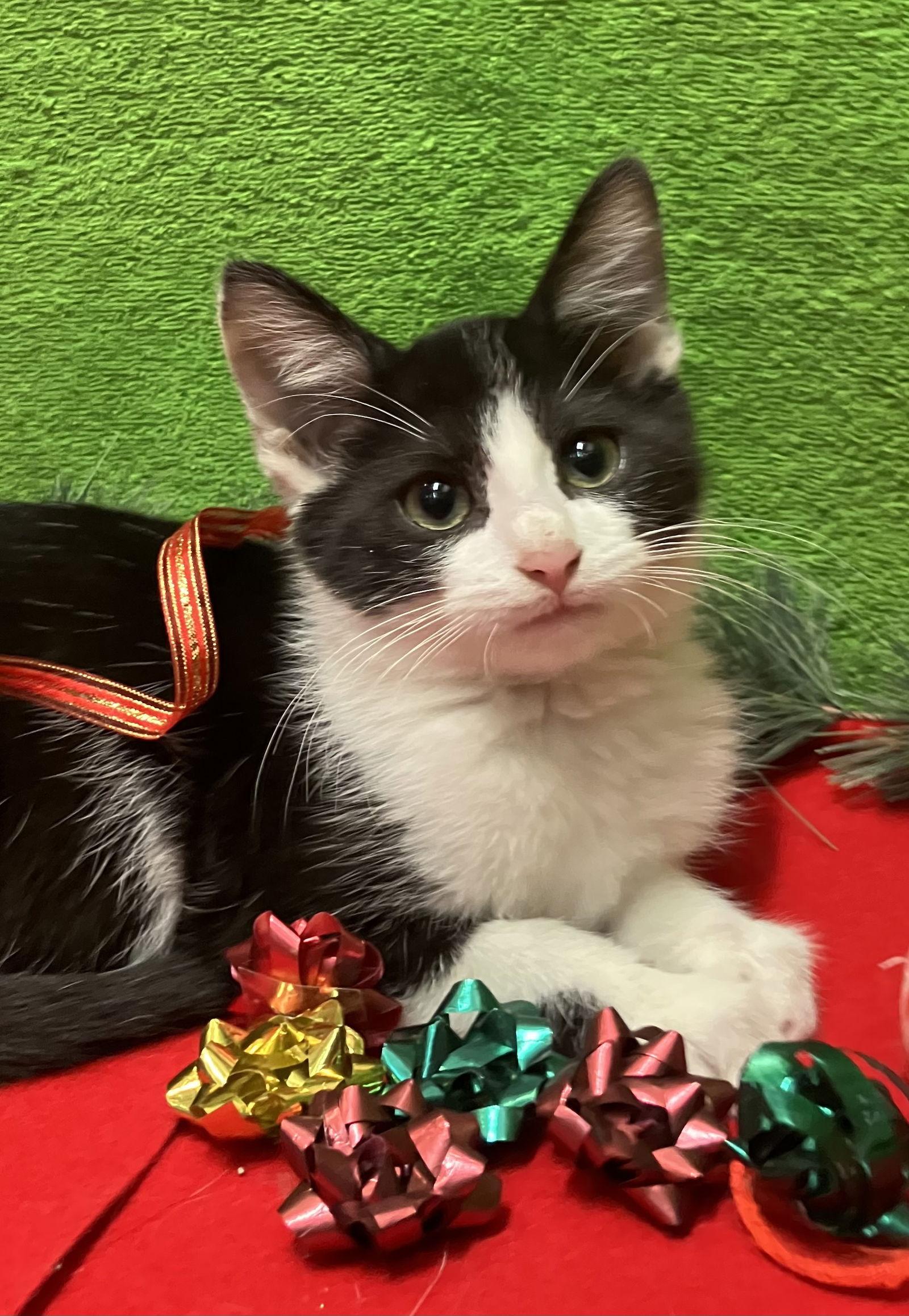 Lucky Jr thumbnail 4