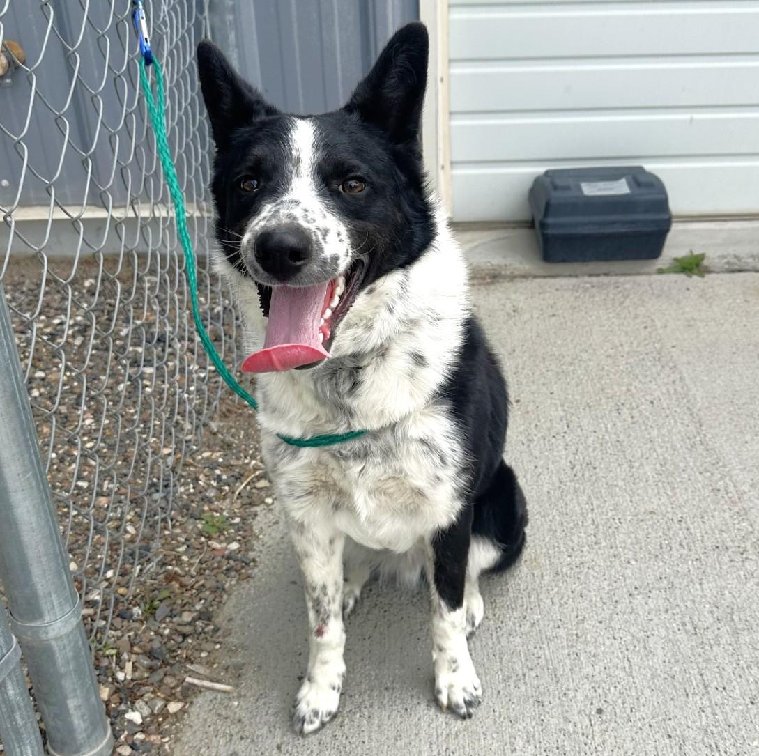 Jack/58898088, ADOPTABLE, Young Male Border Collie.