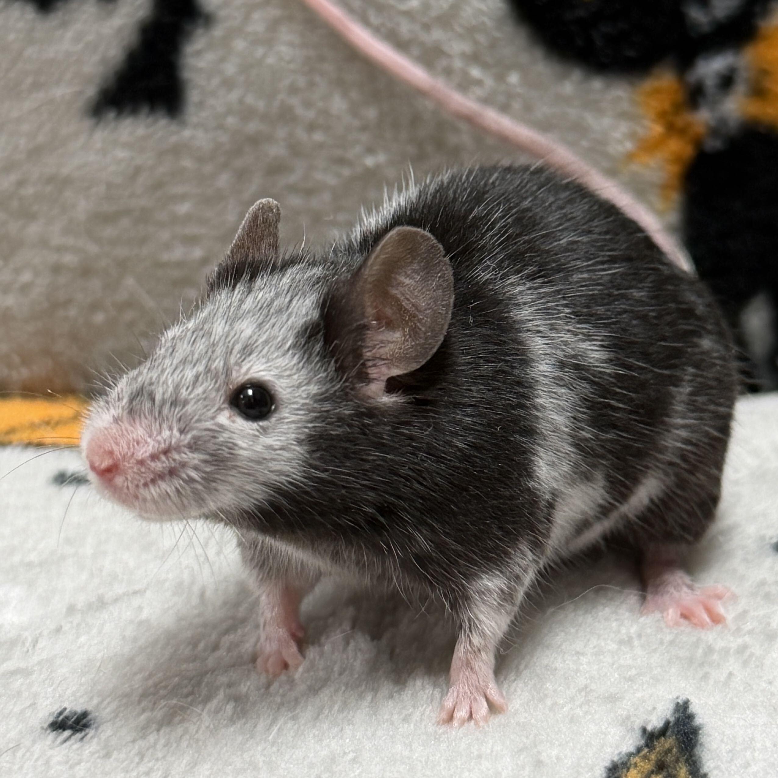 Remi, Adopted, Adult Female Mouse.