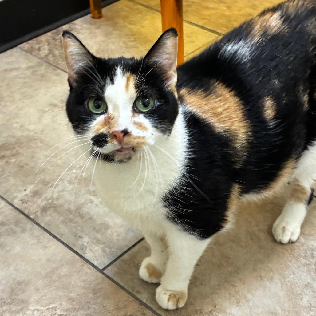 Enlarge Sara, a Adoptable Domestic Short Hair in Tulsa, OK image 1/6
