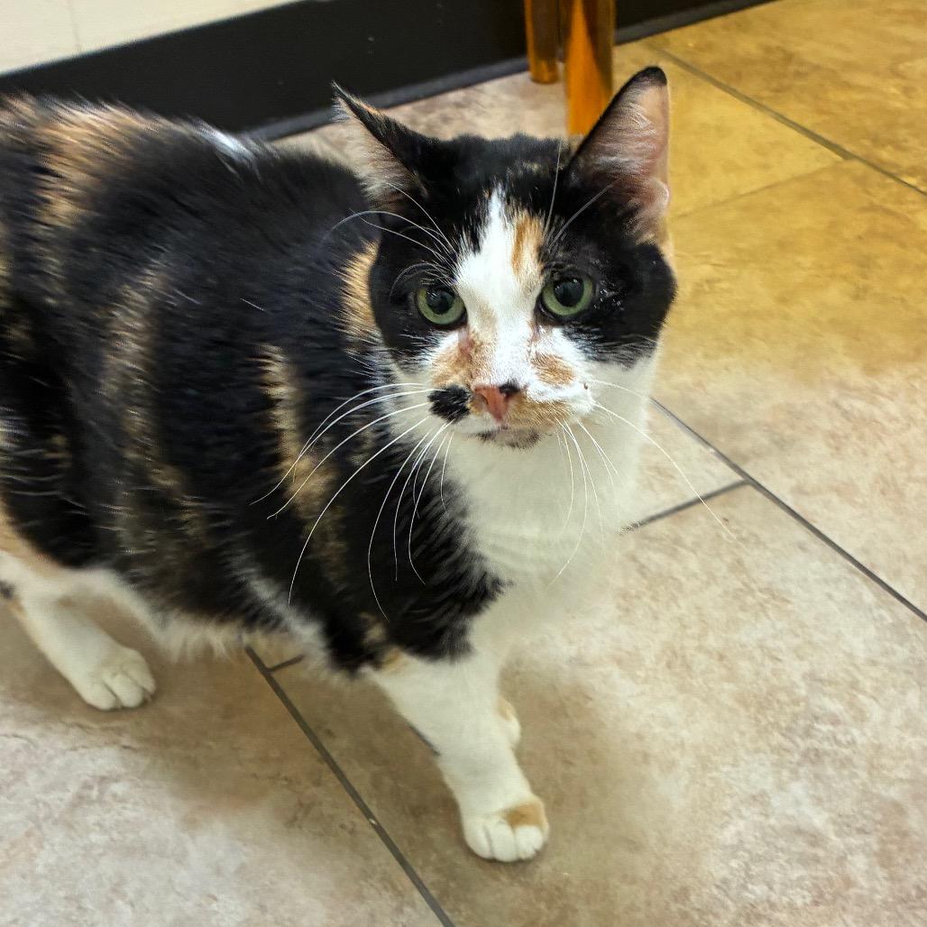 Enlarge Sara, a Adoptable Domestic Short Hair in Tulsa, OK image 2/6
