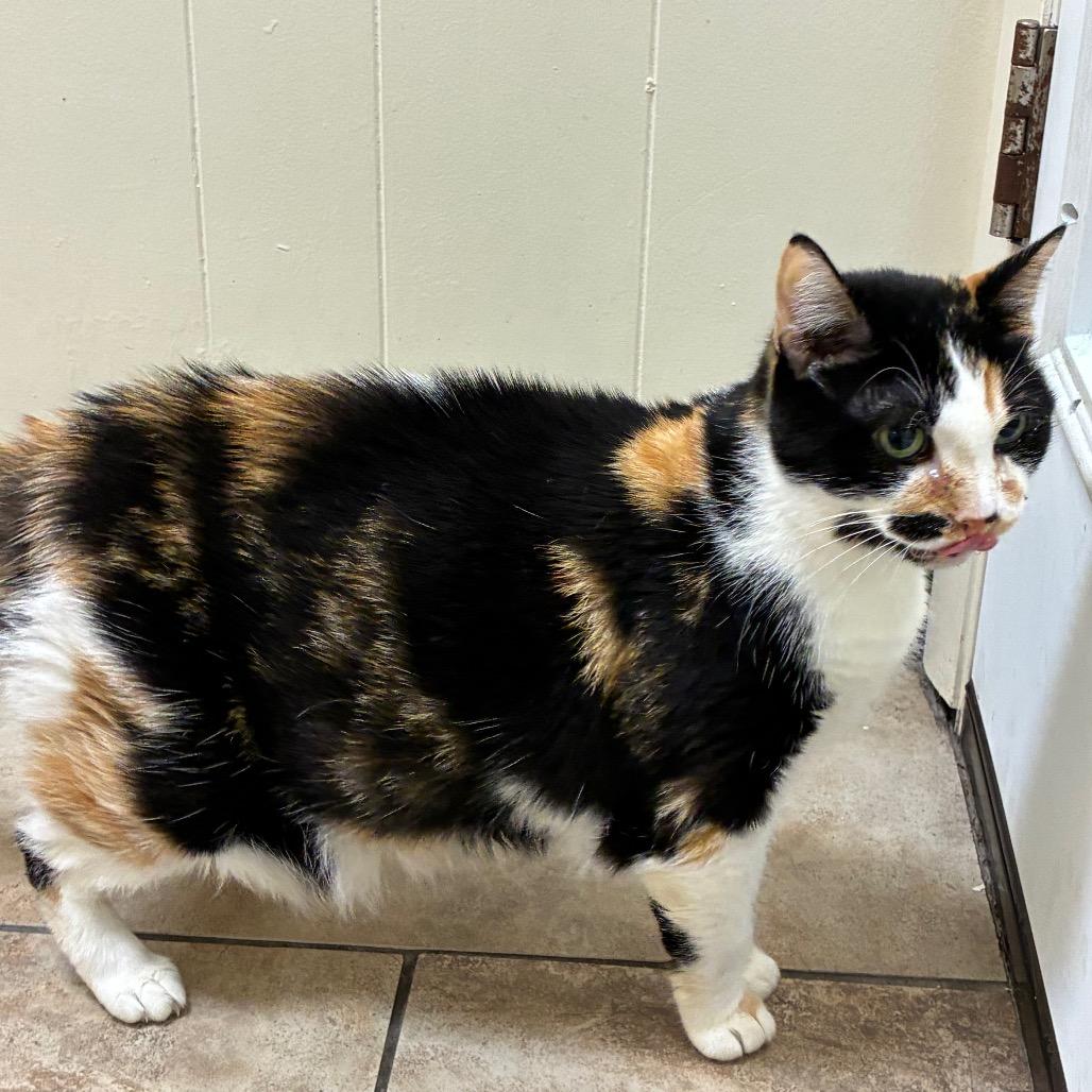 Enlarge Sara, a Adoptable Domestic Short Hair in Tulsa, OK image 3/6