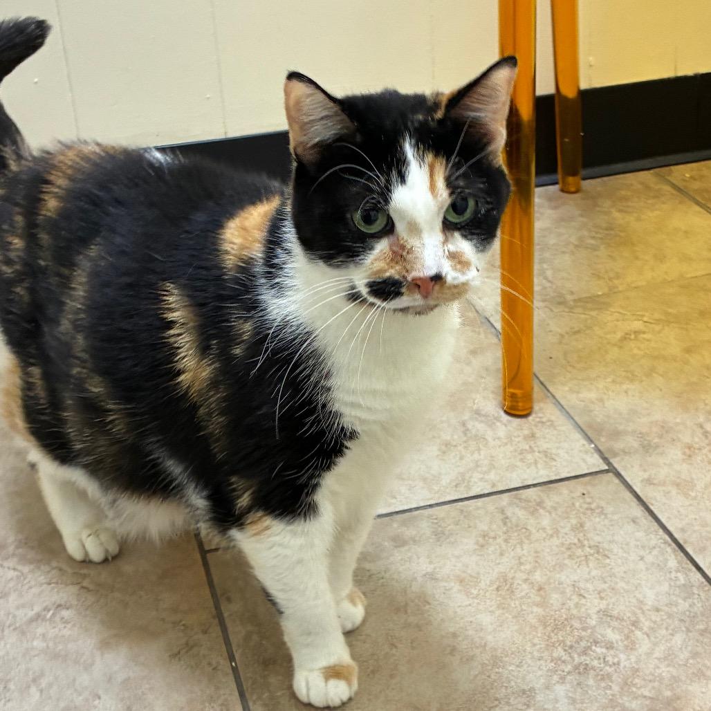 Enlarge Sara, a Adoptable Domestic Short Hair in Tulsa, OK image 4/6