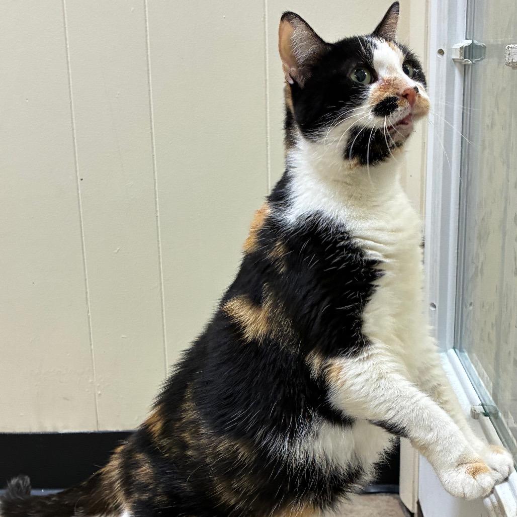 Enlarge Sara, a Adoptable Domestic Short Hair in Tulsa, OK image 5/6