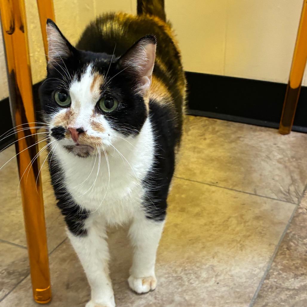 Enlarge Sara, a Adoptable Domestic Short Hair in Tulsa, OK image 6/6